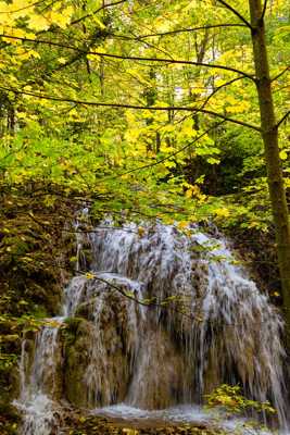 Forêt de Saint Pons