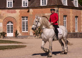 Présentation de chevaux au Haras du Pin