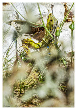 Lézard ocellé
