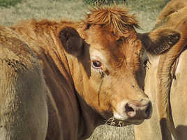 Coiffure Boris Johnson !