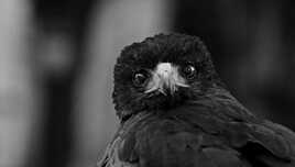 Mon strabisme, c'est mon charme en N1B