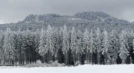 Comme des gardiens immobiles