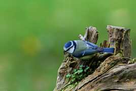 Mésange bleue