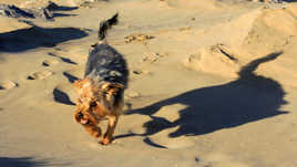 Le blond à la plage sans son surf!