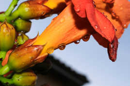 Fleurs de bignone