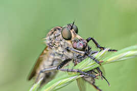 Ma mouche, mon repas (2)