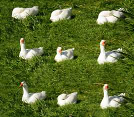 Histoire de trois oies blanches
