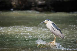 Bihoreau gris (Nycticorax nycticorax),