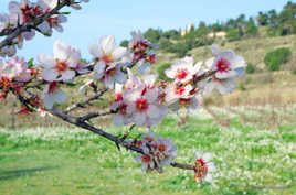 Amandiers en fleur sur les Ensérunes
