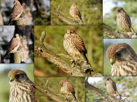 Buse domestique ....