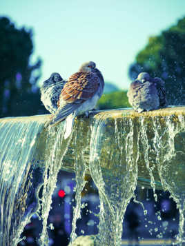 Pigeons de la fontaine