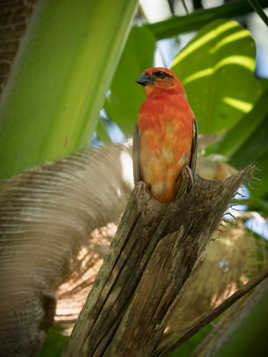 Cardinal