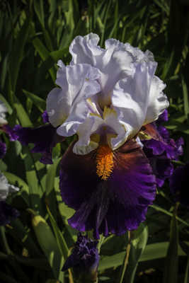 Iris