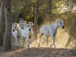 Chevaux camarguais dans la Pinède.