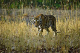 Je ne te laisse pas des yeux...