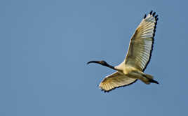 Ibis Sacré Take Off