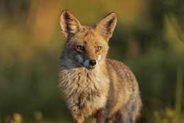 Obserbateur attentif