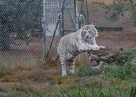 c'est bon pour mes griffes