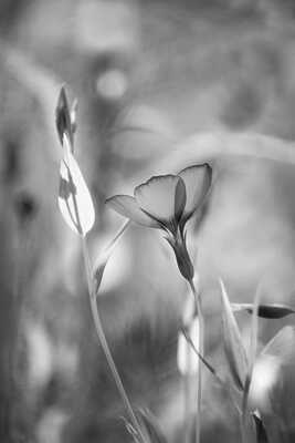 linum decumbens