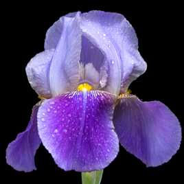Iris germanique après la pluie