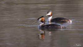 Grèbes huppés