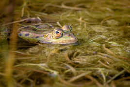 L'oeil de madame grenouille