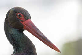 Portrait de cigogne noire