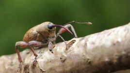 Aviez-vous déjà vu un insecte manchot ?