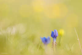 Douceur printanière