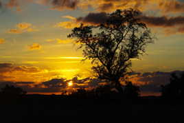 L'amandier n'est plus !