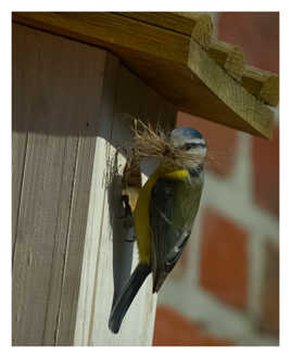 En plein travail de construction de son nid