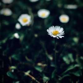 Encore une pâquerette