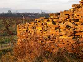 ruine dans les vignes