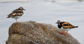 Pas de bruit surtout ...