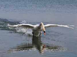 Le  cygne