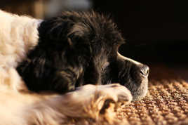 La truffe au soleil.