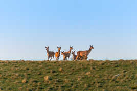 Les premières sorties des bois