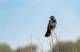 "A LA CIME DES ARBRES"