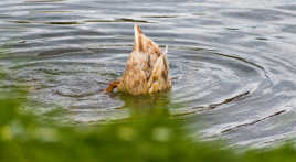 J'ai encore perdu un truc !