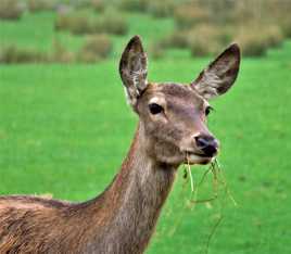 Petit repas sous la pluie