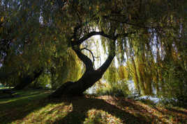 à l'ombre du vieux saule