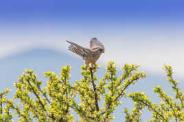 Le faucon sur son perchoir