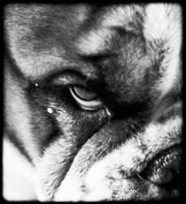 bulldog
