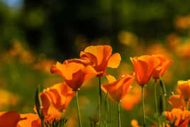 En orange dans la lumière