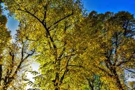 Tilleuls en automne 2