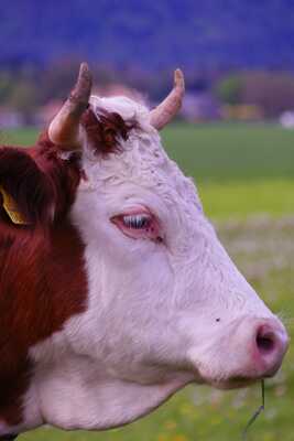 Une vache dans un pré