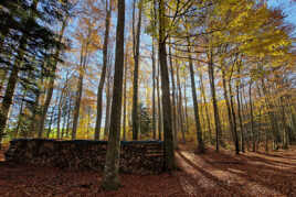 Ici c'est le printemps...