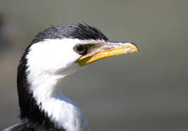 Parc des oiseaux Villars les Dombes