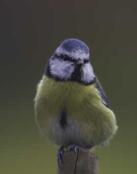 Une petite pose pour le photographe !