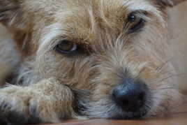 triste journée pour pitou